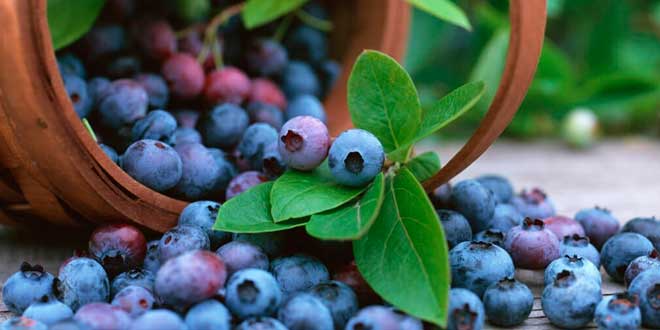 Fresh açaí berries